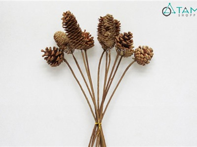 Set 5 cành thông dầu khô trang trí handmade F-HKHO-02